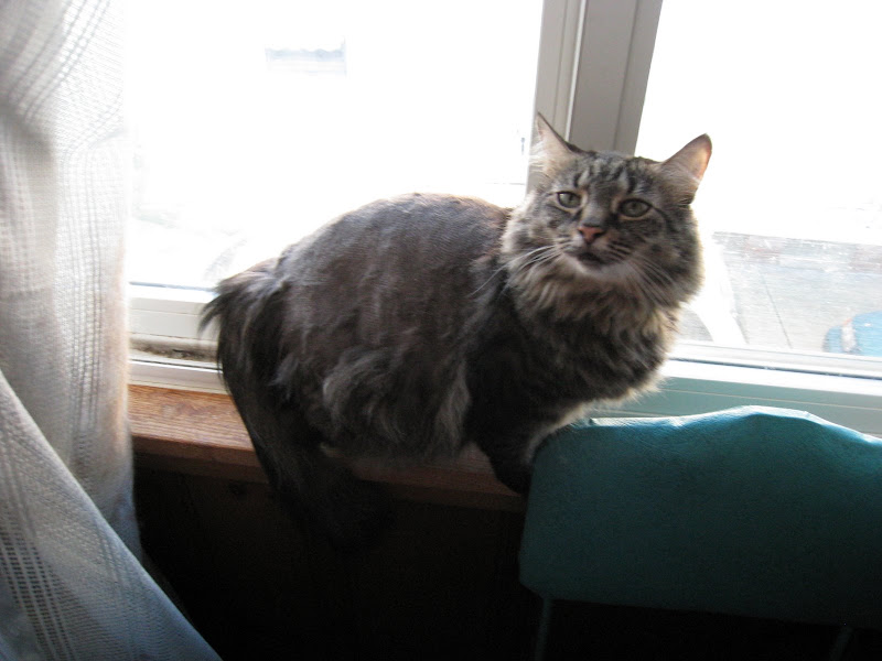 This Cat…